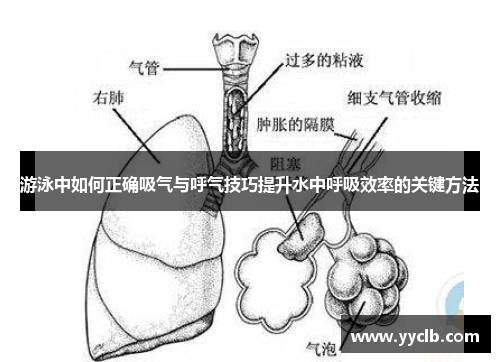 游泳中如何正确吸气与呼气技巧提升水中呼吸效率的关键方法